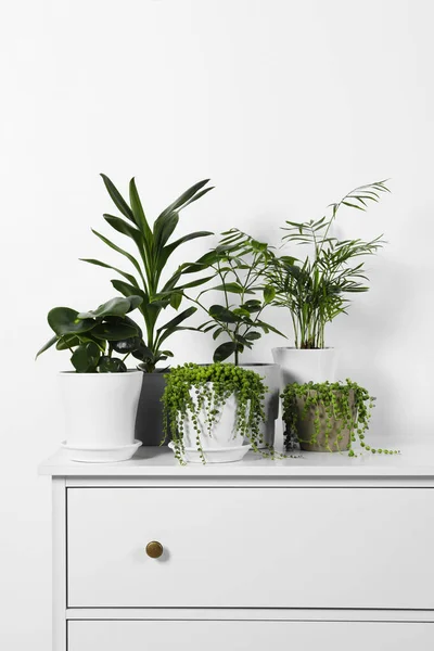 Beautiful green potted houseplants on white chest of drawers indoors