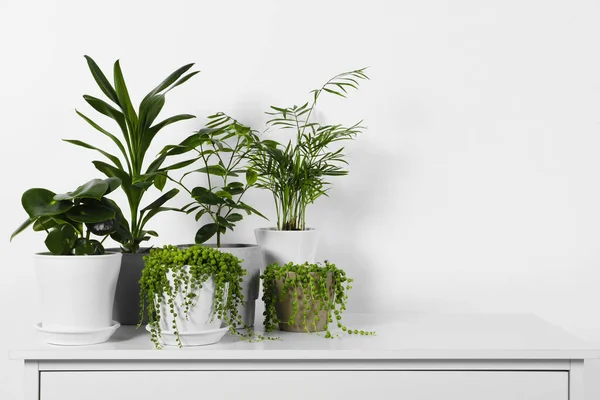 Vackra Gröna Krukväxter Vitt Bord Inomhus Utrymme För Text — Stockfoto
