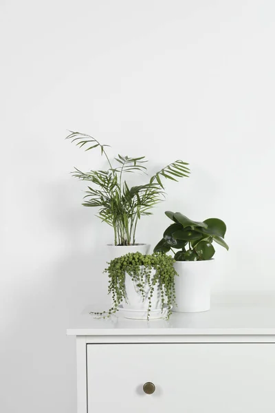 Vackra Gröna Krukväxter Vit Byrå Inomhus — Stockfoto