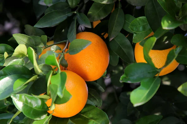 Apelsiner Bland Gröna Blad Träd Utomhus Närbild — Stockfoto