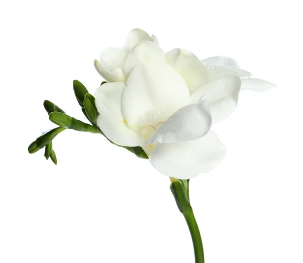 Красивый Цветок Фрезии Нежными Лепестками Изолированными Белом — стоковое фото