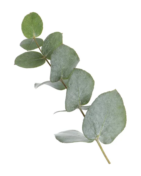 Κλάδος Ευκαλύπτου Φρέσκα Φύλλα Που Απομονώνονται Λευκά — Φωτογραφία Αρχείου