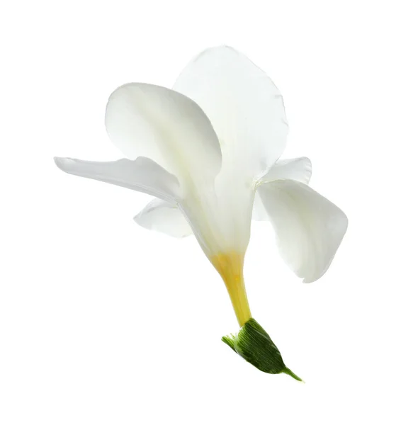 Krásná Freesia Květina Jemnými Okvětními Lístky Izolované Bílém — Stock fotografie