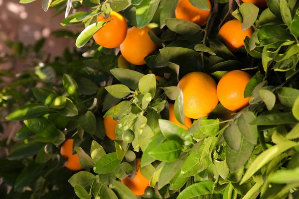 Fresh Ripe Oranges Growing Tree Outdoors — Stok fotoğraf