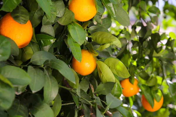 Fresh Ripe Oranges Growing Tree Outdoors — Φωτογραφία Αρχείου