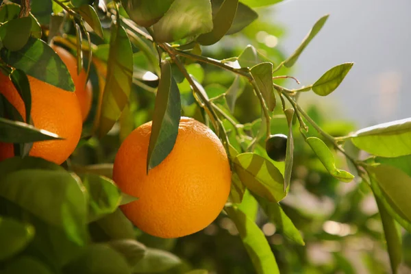 Νωπά Ώριμα Πορτοκάλια Που Φυτρώνουν Στο Δέντρο Την Ηλιόλουστη Μέρα — Φωτογραφία Αρχείου