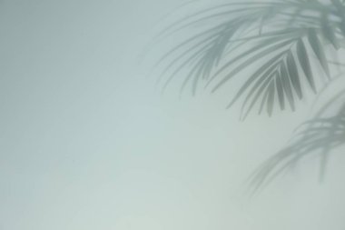 Açık arkaplanda tropik bitki yapraklarının gölgesi, metin için boşluk