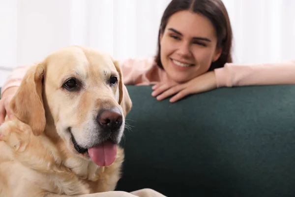 Leuke Labrador Retriever Met Vrolijke Vrouw Thuis Focus Hond — Stockfoto