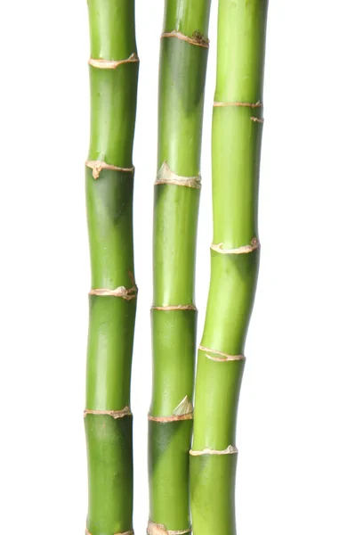 白色背景的美丽的绿色竹子茎 — 图库照片