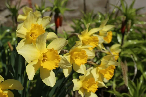 Прекрасные Желтые Нарциссы Растущие Открытом Воздухе Весной — стоковое фото