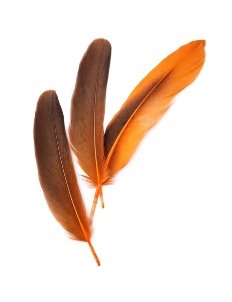 Три Красивые Оранжевые Птичьи Перья Изолированные Белом Вид Сверху — стоковое фото