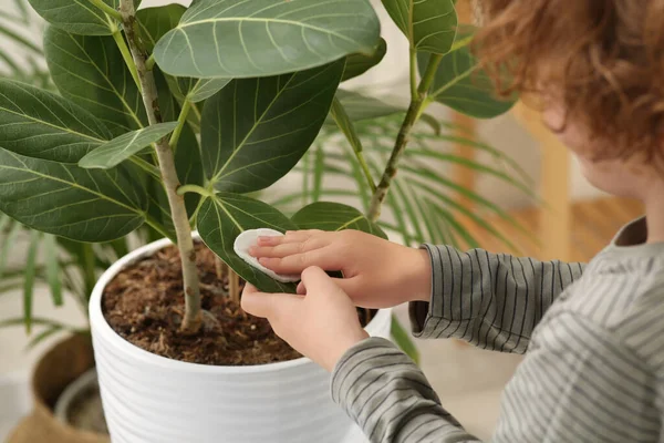 stock image Little boy wiping houseplant's leaves with cotton pad at home, closeup