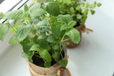 Taze saksıda Melissa ve diğer otlar pencere eşiğinde. Yakın plan. Metin için boşluk