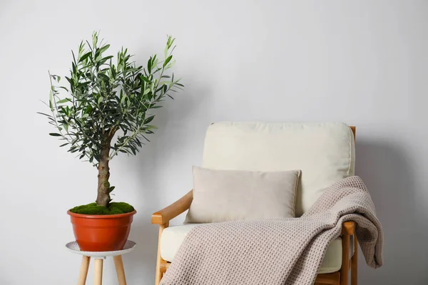 Pot Olive Tree Cozy Armchair Room Interior Design —  Fotos de Stock