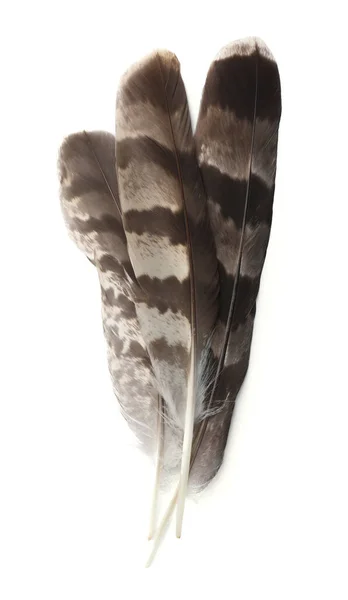 Три Красивые Птичьи Перья Изолированные Белом Вид Сверху — стоковое фото