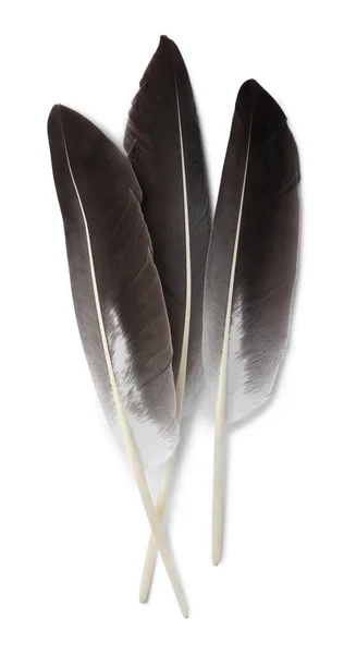 Três Belas Penas Pássaro Isoladas Branco Vista Superior — Fotografia de Stock