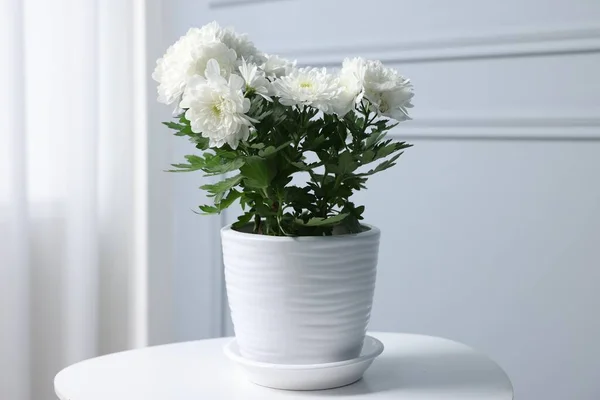 Lindas Flores Crisântemo Vaso Mesa Branca Dentro Casa — Fotografia de Stock