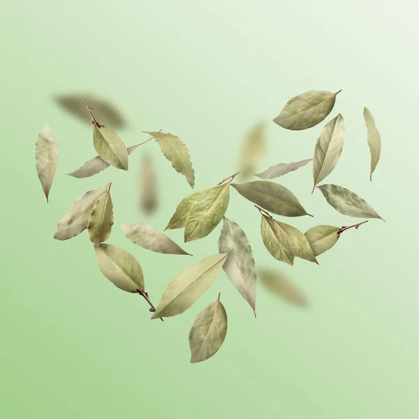 Dry Bay Leaves Falling Light Green Gradient Background — Stock Photo, Image