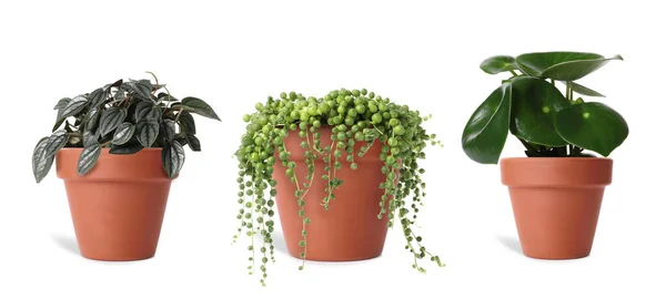 白い背景に異なる鉢植えの植物とのコラージュ 家の装飾 — ストック写真