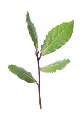 Körfez yapraklı dal beyaz üzerine izole