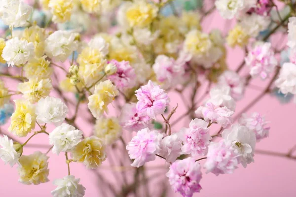 분홍색 배경에는 아름다운 초파리 발하고 꽃봉오리가 — 스톡 사진