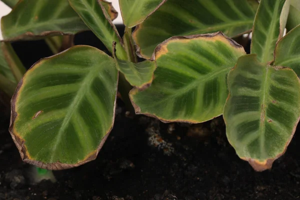 Potted Huisplant Met Beschadigde Bladeren Close Zicht — Stockfoto