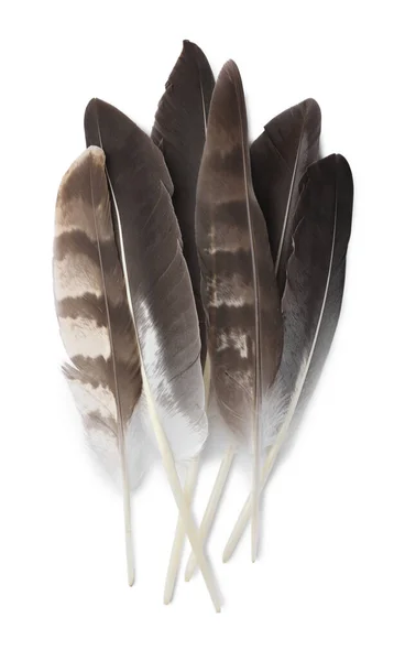 Muitas Belas Penas Pássaro Isoladas Branco Vista Superior — Fotografia de Stock