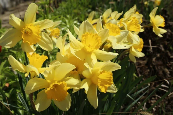 Hermosos Narcisos Amarillos Creciendo Aire Libre Día Primavera —  Fotos de Stock