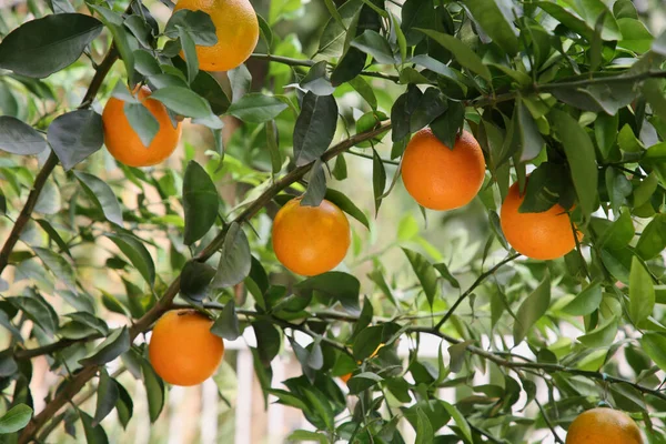 Fresh Ripe Oranges Growing Tree Outdoors — Φωτογραφία Αρχείου