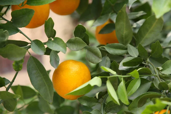Νωπά Ώριμα Πορτοκάλια Που Φυτρώνουν Εξωτερικούς Χώρους Κοντά — Φωτογραφία Αρχείου