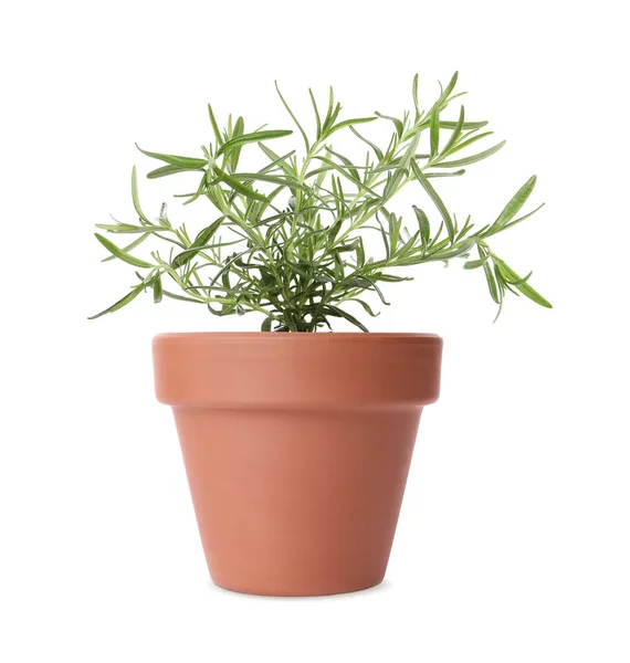 Green Rosemary Clay Pot Isolated White — Stock Photo, Image