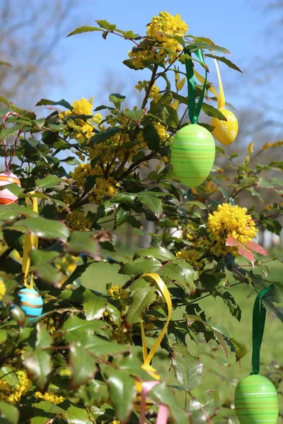Beautifully Painted Easter Eggs Hanging Tree Outdoors Closeup — Stock Photo, Image