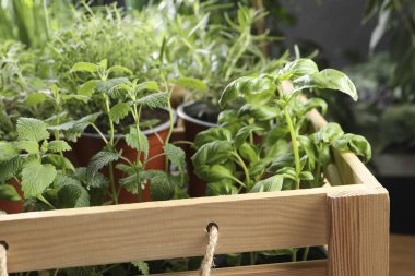 Ahşap sandıkta farklı aromatik saksılar, yakın plan.