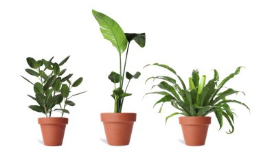 Beyaz arka planda farklı saksı bitkilerine sahip kolaj. Ev dekorasyonu