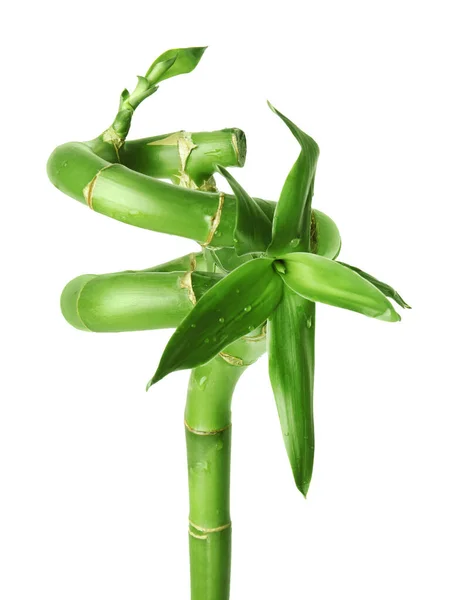 Beautiful Green Bamboo Stem Leaves Isolated White — Stock Photo, Image