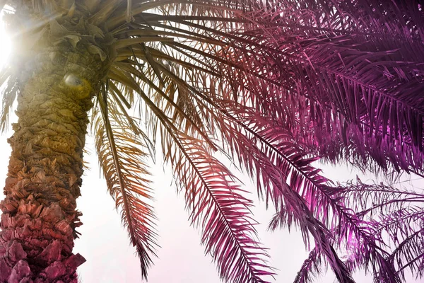 Φοινικόδεντρα Πλούσια Φυλλώματα Την Ηλιόλουστη Μέρα Θέα Χαμηλή Γωνία Χρώμα — Φωτογραφία Αρχείου