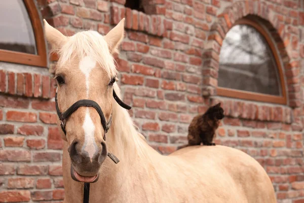 Schattige Kat Zittend Paard Buurt Van Bakstenen Gebouw Buiten Mooi — Stockfoto