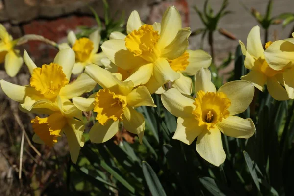 stock image Beautiful yellow daffodils growing outdoors on spring day