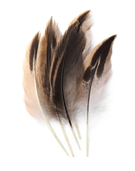 Many Beautiful Bird Feathers Isolated White Top View — Stock Photo, Image