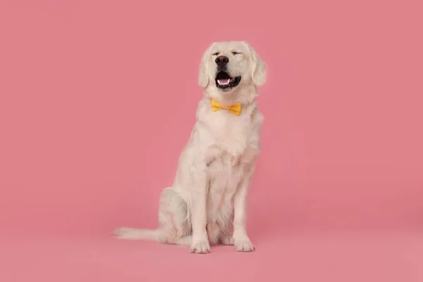 かわいいですラブラドール取得犬で弓タイオンピンクの背景 — ストック写真