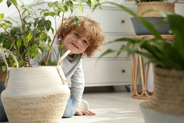 Söt Liten Pojke Nära Vackra Gröna Växter Golvet Hemma Husinredning — Stockfoto