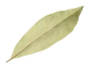 Bir aromatik defne yaprağı beyaza izole edilmiş.