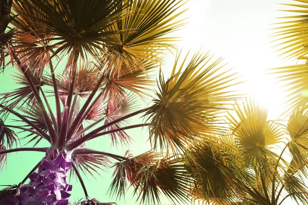 Schöne Palmen Freien Sonnigen Tagen Blick Aus Dem Niedrigen Winkel — Stockfoto