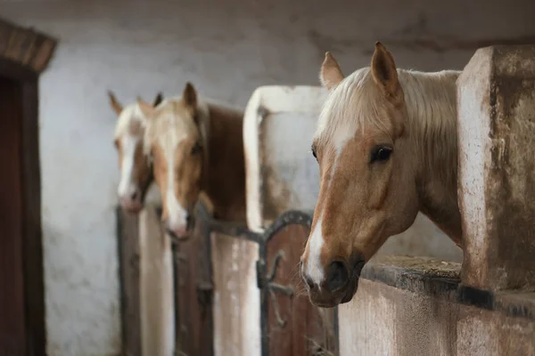 Ahırda Sevimli Atlar Mesaj Için Yer Var Sevimli Evcil Hayvan — Stok fotoğraf