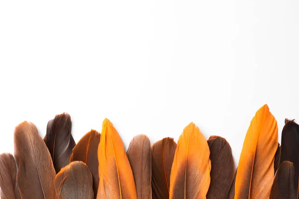 stock image Many different bird feathers on white background, flat lay. Space for text