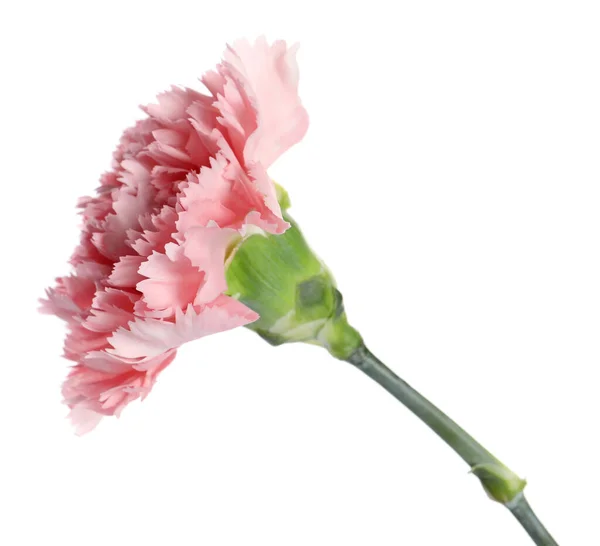 Bela Flor Cravo Rosa Isolada Branco — Fotografia de Stock