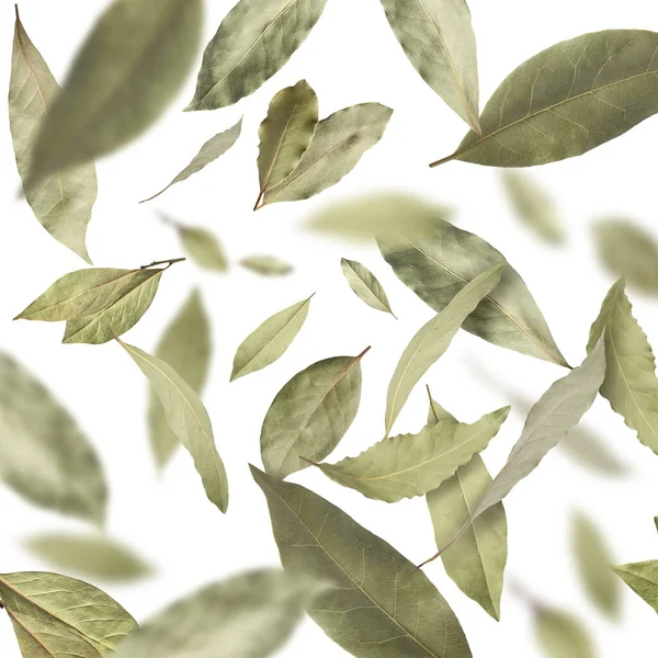 Dry bay leaves falling on white background