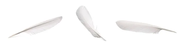 背景为白色的漂亮羽毛 — 图库照片