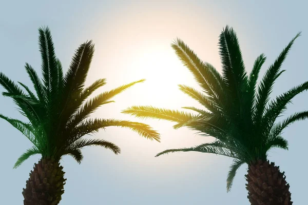 Schöne Palmen Mit Grünen Blättern Gegen Blauen Himmel Sonnigen Tagen — Stockfoto