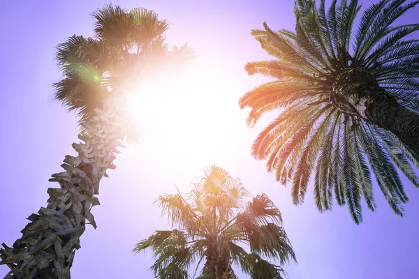 Beautiful Palm Trees Green Leaves Sunny Day Low Angle View — Stock Photo, Image